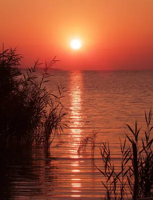 Восход Солнца Рассвет Рид Озеро - Бесплатное фото на Pixabay - Pixabay