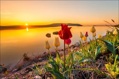 30 дней подряд просыпался до восхода Солнца весной 2020 года, челлендж,  фотографии рассвета в мае весной и в начале лета | КомпОтиК от Ди | Дзен