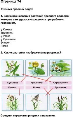 Растения пресного водоема (Большое количество фото) - treepics.ru