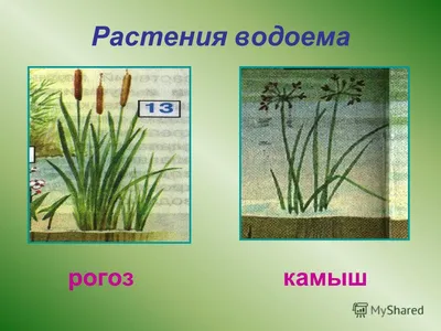 Какие растения выбрать для дачного пруда🌱 | Школа садовода | Дзен