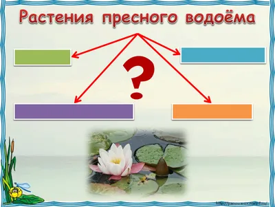 С помощью атласа опредилителя от земли до неба узнай названия этих растений  пресного водоёма - Школьные Знания.com