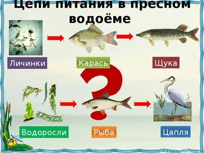 Страница 82 — ГДЗ по Окружающему миру для 4 класса Рабочая тетрадь Плешаков  А.А. Часть 1. - ГДЗ РЕД