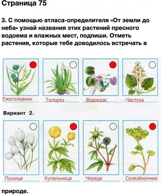 НОД с детьми старшего дошкольного возраста по теме \"Там, где живет водяной\"