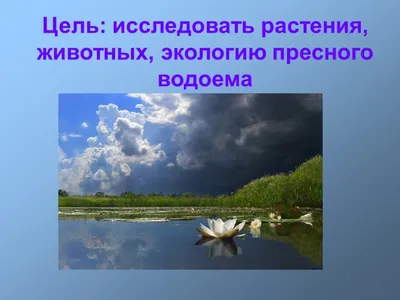 Жизнь растений пресного водоема - презентация онлайн