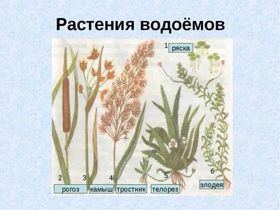 Презентация и урок по окружающему миру \"Жизнь в пресных водах\" (4 класс)