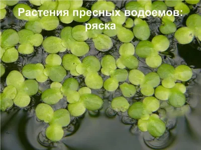 Водные растения, растения для водоемов: фото и названия - GreenInfo.ru