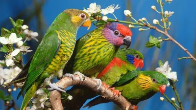 Фото разных попугаев фото