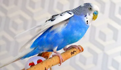 Основной корм Versele-Laga BUDGIES, для волнистых попугаев 1000 г - отзывы  покупателей на маркетплейсе Мегамаркет | Артикул товара:100001282421