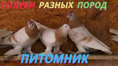 Бойные — Википедия