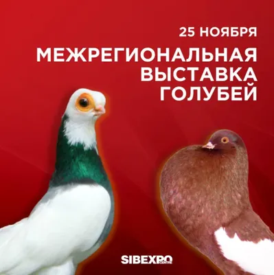 Как держать дома голубей? Спросили минчанку, у которой дома живут две эти  необычные птицы - CityDog.io