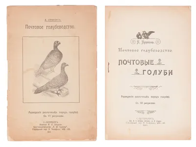 Тульский голубевод восстанавливает популяцию исчезающих видов птиц -  Новости Тулы и области - 1tulatv