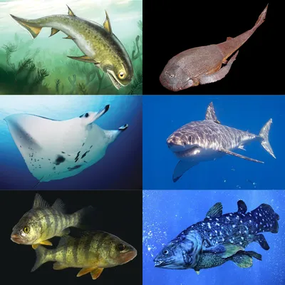 Фото разных рыб фото