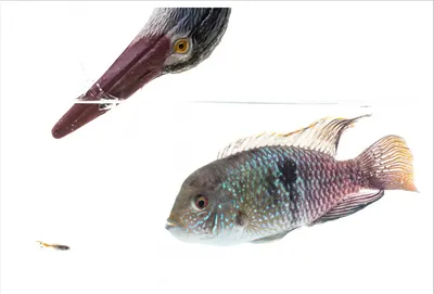 Рыба красноглазка, красные ли у красноглазки глаза? | Defa group
