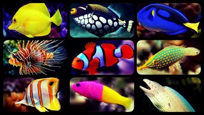 Как выбрать аквариумных рыбок