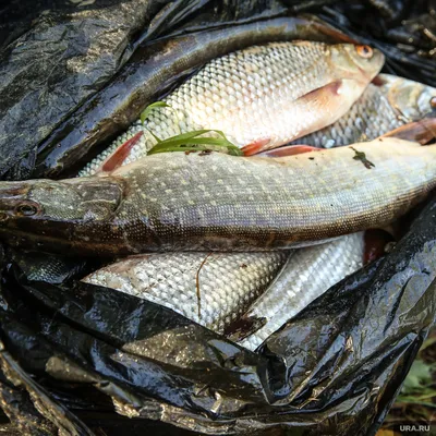 Академик РАН рассказал о скрытой опасности речной рыбы