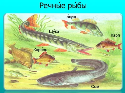 Нездешняя рыба: как инвазивные виды захватывают российские водоемы | Вокруг  Света