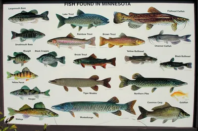 Иллюстрация 8 из 8 для Плакат \"Речные рыбы\" (2165) | Лабиринт - книги.  Источник: Лабиринт