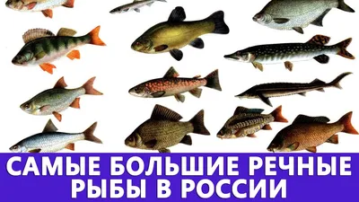 Пожалуй, самая необычная речная рыба России: может спасти от цунами, \"петь\"  и питаться воздухом! | Планетяне | Дзен