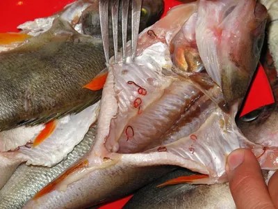 Рыбы (Pisces) - Природа Республики Мордовия