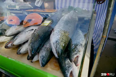 Рязанцам рассказали, как с речной рыбой не получить глистов, вызывающих  рак. Живут паразиты 30 лет - KP.RU