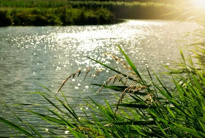 Концы в воду: почему в Подольске грязные реки и как их будут чистить -  Обзоры - РИАМО в Подольске