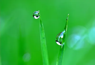 Капли Воды Росы На Цветок Ромашка Фотография, картинки, изображения и  сток-фотография без роялти. Image 21277440