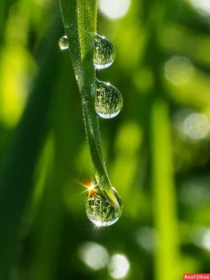 Бесплатное изображение: капли воды, детали, капли, конденсация, влажность,  крупным планом, зеленый лист, росы, завод, лист