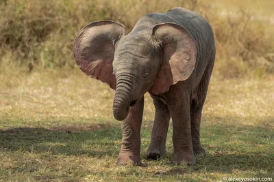 Фото розового слона 76 фото