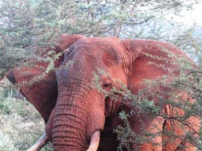Существуют ли розовые слоны на самом деле? | WOW FACTS | Дзен