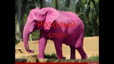 Дизайн розового слона милый животный Персонаж шаржа Иллюстрация вектора -  иллюстрации насчитывающей потеха, художничества: 127662262