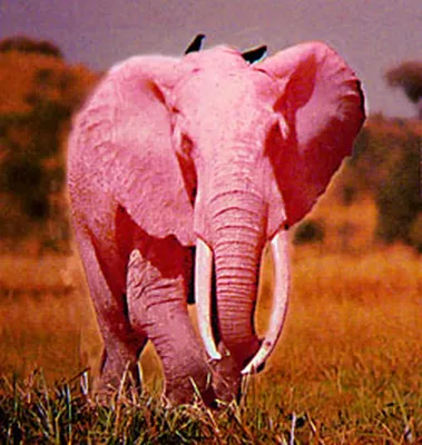 На питерский карнавал приедет розовый слон - KP.RU