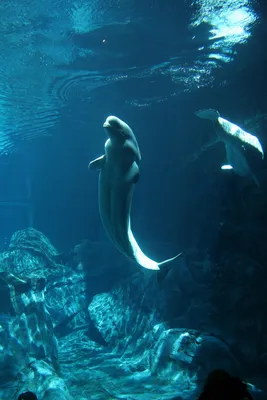 Премьера шоу под водой – русалка в Воронежском океанариуме