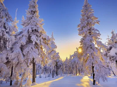 Фото русский лес зимой фото