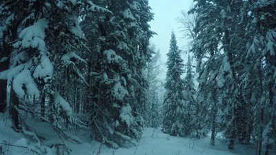 Стартовал конкурс фоторабот «Зимний русский лес» для жителей Серпухова,  Протвина и Пущина