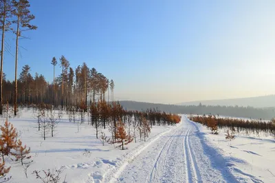 https://russian-forest.org/