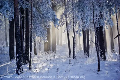 Чудесен русский лес зимой - фото и картинки: 73 штук