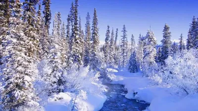 Березовый лес зимой (70 фото) - 70 фото