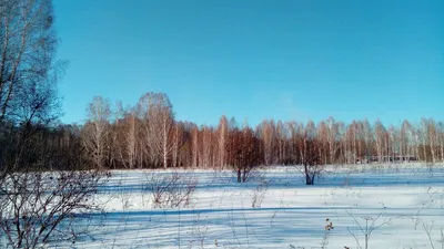 Русский лес — могучий и горящий - Год Литературы