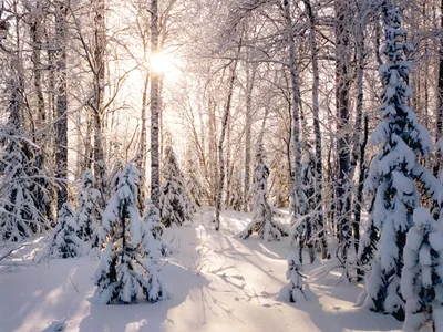 Русский лес зимой в стиле Пикассо…» — создано в Шедевруме