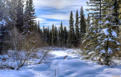 Зимний русский лес и река стоковое фото ©BelgSkar 17197241