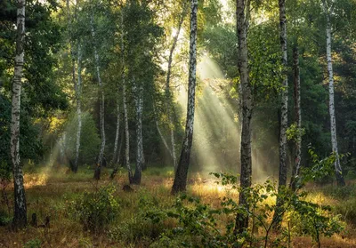 Русский лес (62 фото) - 62 фото