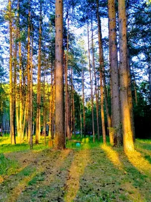 Русский лес: роман (Леонид Леонов) - купить книгу с доставкой в  интернет-магазине «Читай-город». ISBN: 978-5-38-912718-0