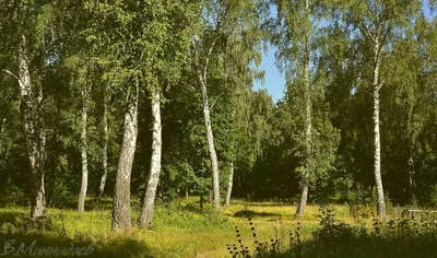 Русский лес березы огромные» — создано в Шедевруме