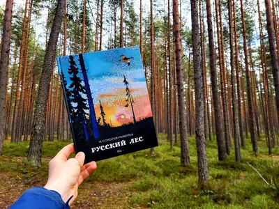Русский лес березы стоковое изображение. изображение насчитывающей свеже -  101046307