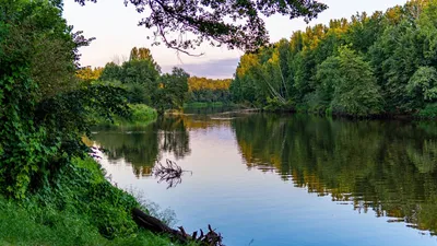 Русский лес впервые обретёт хозяев. Его разрешили признавать частной  собственностью — Секрет фирмы