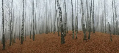 Русский лес, чаща стоковое изображение. изображение насчитывающей пуща -  121636955