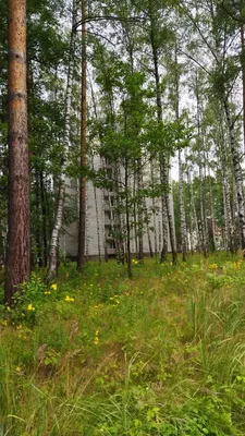 RUSSIAN FOREST (русский лес) база 5мл