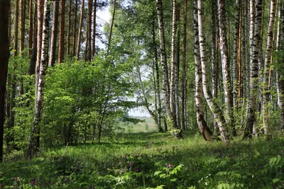 Русский лес ). Фотограф Свистков Александр