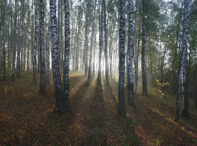 Русский лес - обои для рабочего стола, картинки, фото