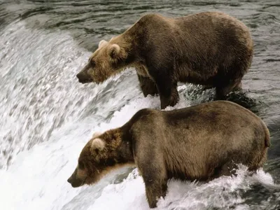 Фотофакты. Самый знаменитый русский медведь Степан фотографируется не  только с полуобнаженными моделями
